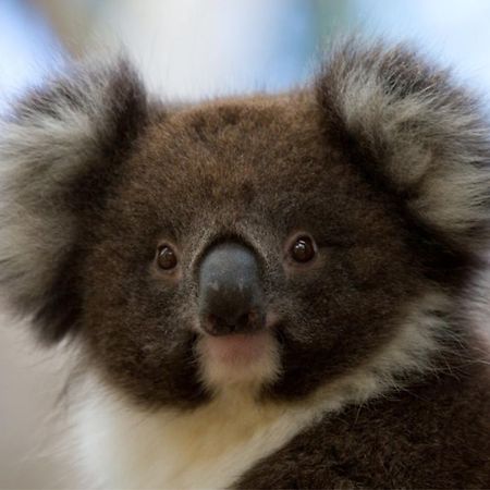Bimbi Park - Camping Under Koalas Cape Otway Eksteriør billede