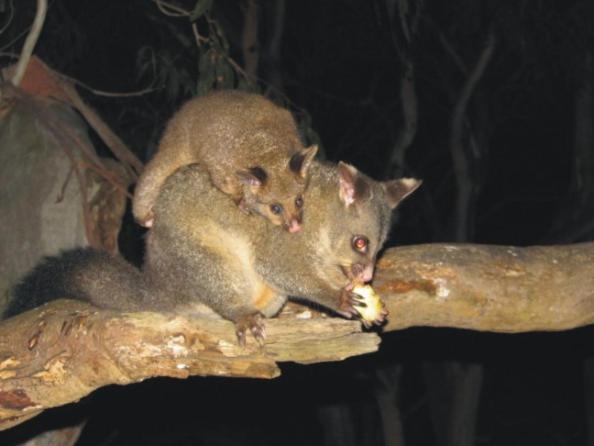 Bimbi Park - Camping Under Koalas Cape Otway Eksteriør billede