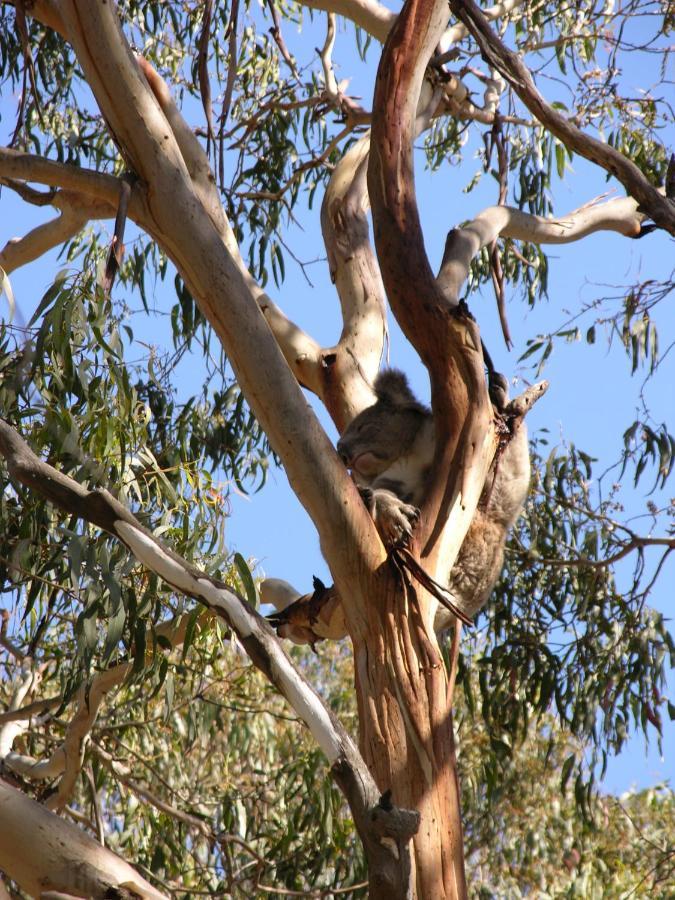 Bimbi Park - Camping Under Koalas Cape Otway Eksteriør billede