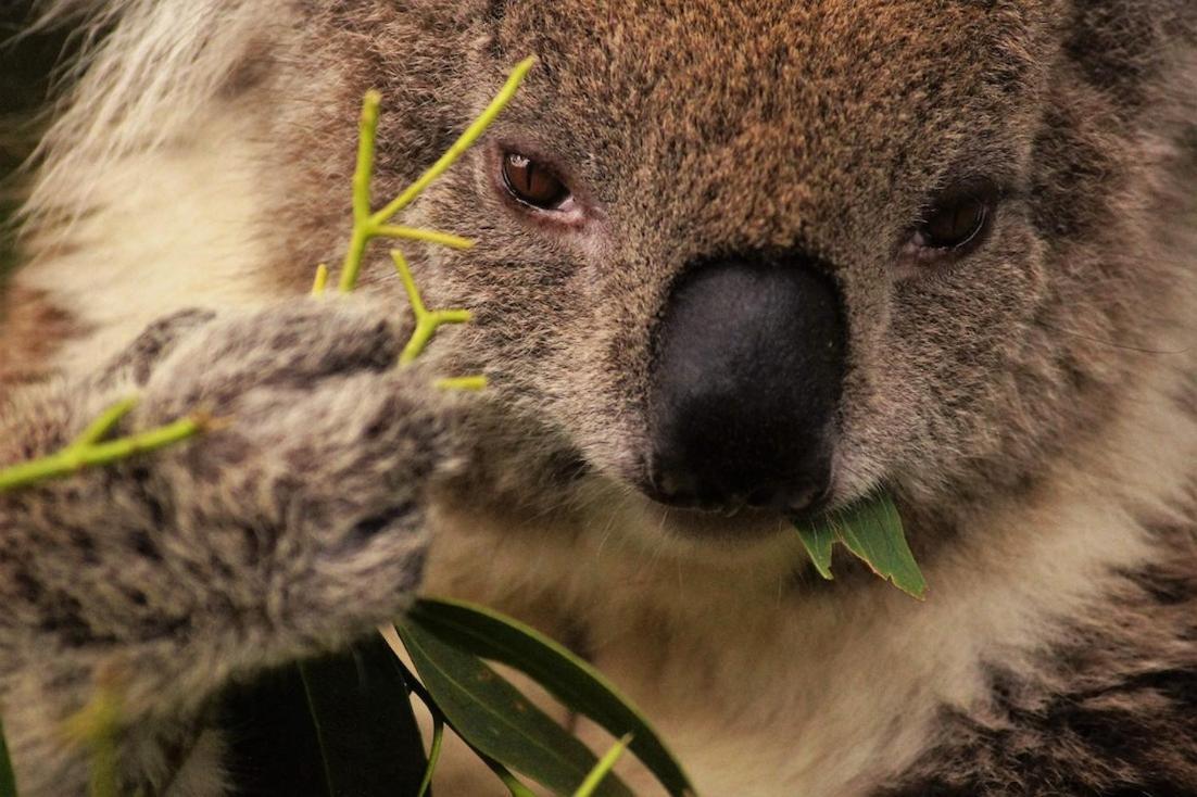 Bimbi Park - Camping Under Koalas Cape Otway Eksteriør billede